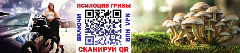 купить   Заринск  Галлюциногенные грибы Cubensis 